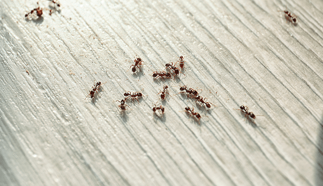 Ant Extermination