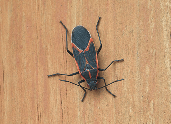 Box Elder Bug Extermination in Oconomowoc