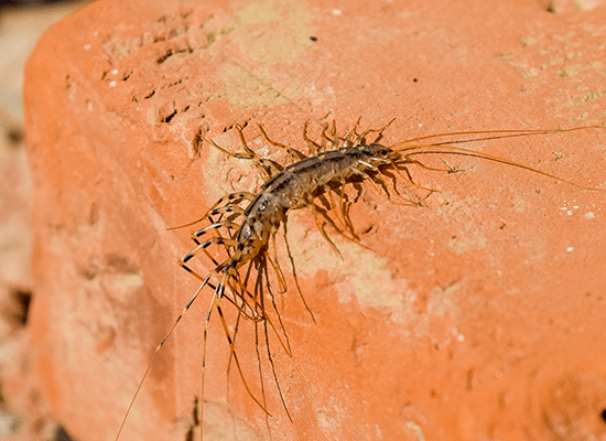 Centipede Control near Oconomowoc
