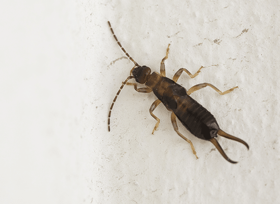 Earwig Removal around Oconomowoc WI