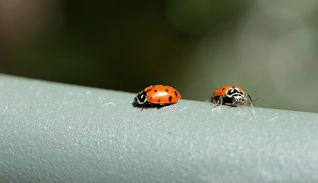 Ladybug, Centipede, Boxelder, and Earwig Control