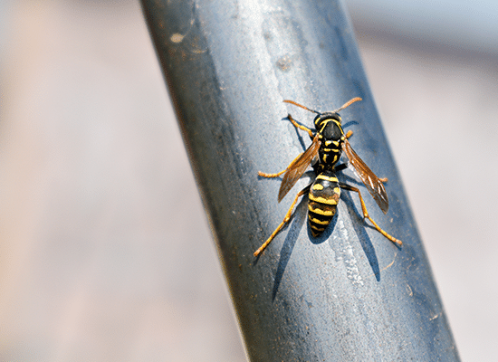 Professional Bee, Wasp and Hornet Extermination near Oconomowoc