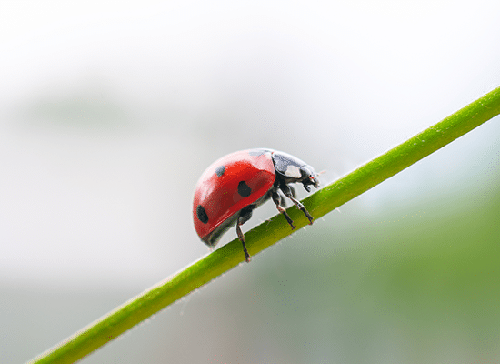 Asian Lady Beetle, Ladybug Removal in Oconomowoc