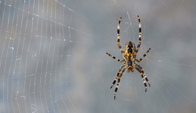 Spider Extermination