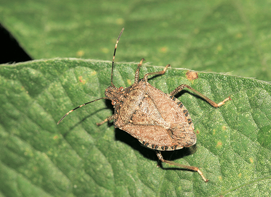 Oconomowoc Stinkbug Control